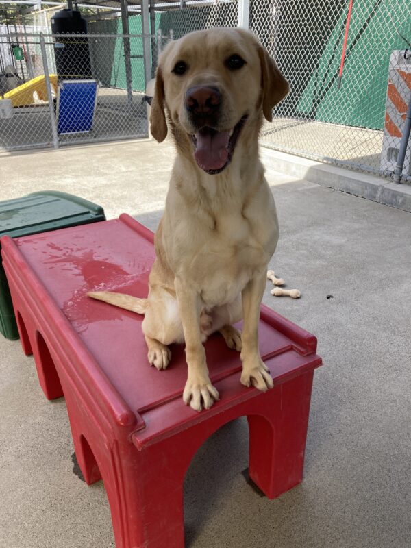 Sycamore is sitting on a red play structure in community run. His mouth is open in a big smile.