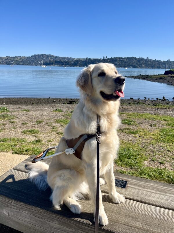 Granger is pictured sitting in harness on a wooden bench. In the background is a small beach as well as dark blue water and green hills in the distance.