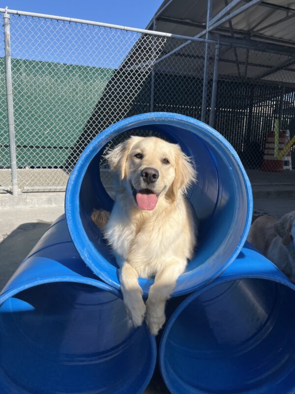 Granger is pictured in our community run area on campus, he is lying down in a large blue tubular play structure.