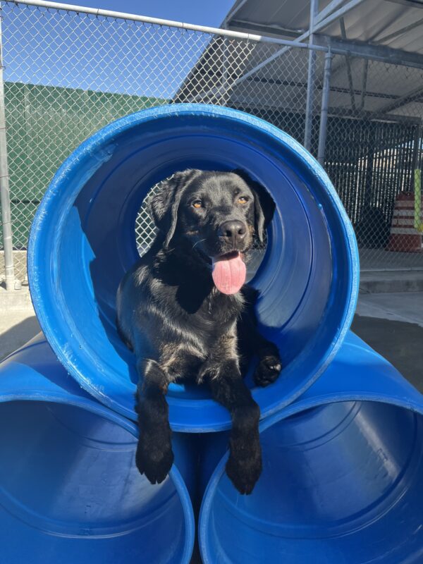 Nassau is pictured in our community run area on campus, he is lying down in a large blue tubular play structure.