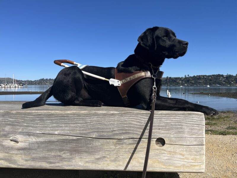 Maizie is pictured lying down in harness on a wooden bench. In the background is a small beach as well as dark blue water and green hills in the distance.