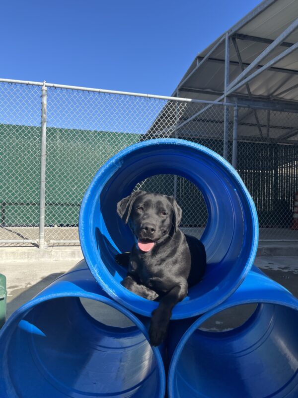 Maizie is pictured in our community run area on campus, she is lying down in a large blue tubular play structure.
