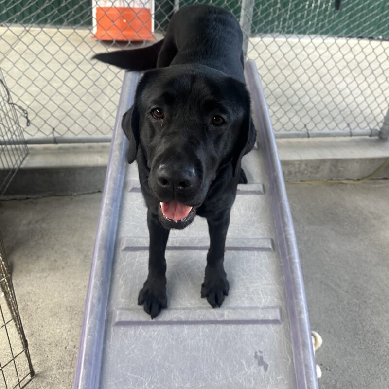 <p>Beck is standing on top of a play structure staring directly at the camera with his mouth open and tail wagging. </p>