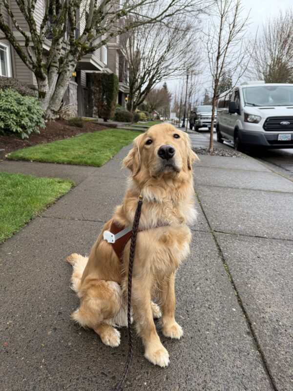 <p>Male yellow lab/golden cross, Kudo is picture wearing his leather guide dog harness while sitting on a sidewalk. </p>