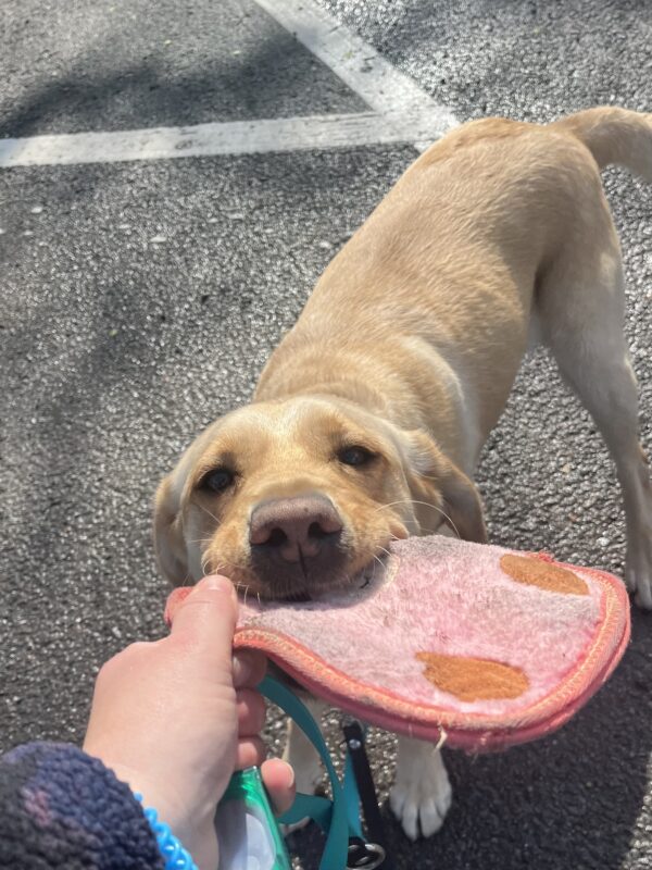 <p>Julissa is pictured playing tug with a pink toy.</p>