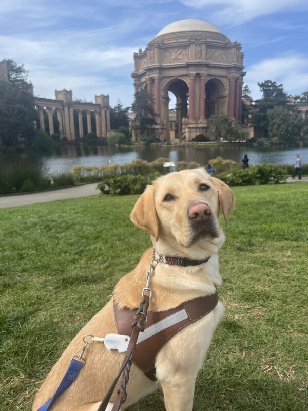 <p>Amira is sitting in a grass field while wearing her harness. In the background is pictured the Palace of Fine Arts in San Francisco.</p>