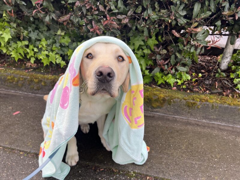 <p>Adrian is pictured with a blue towel draped over his head on a rainy day.</p>