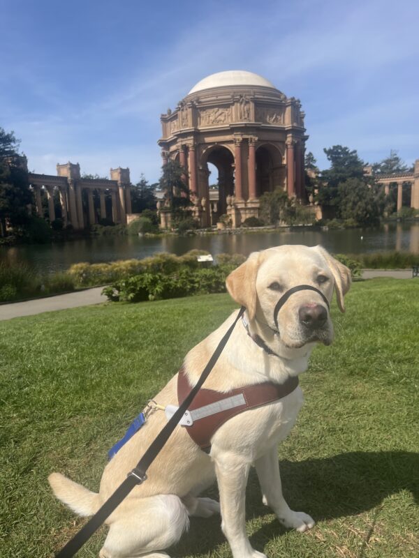 <p>Adrian is sitting in a grass field while wearing his harness. In the background is pictured the Palace of Fine Arts in San Francisco.</p>