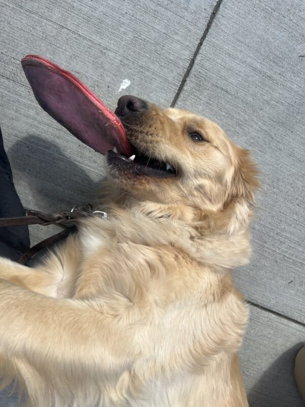 <p>Meyer is pictured rolling on his back while holding a pink soft toy in his mouth.</p>