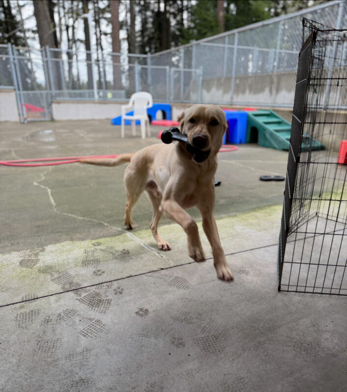<p>Action shot of male yellow Lab, Orson running in CR. He is mid stride and has a black rubber toy in his mouth. </p>