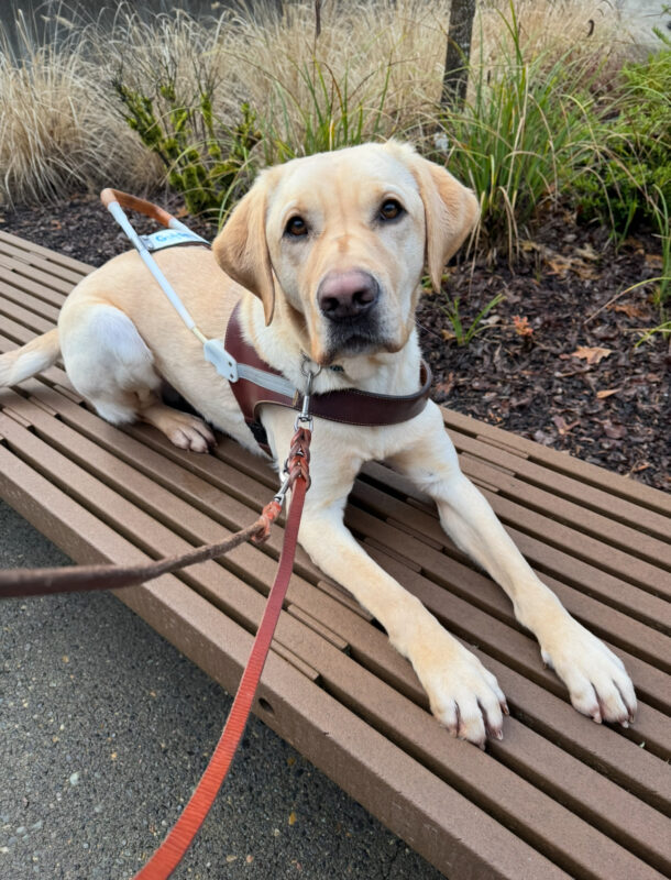 <p>Male yellow Lab, Orson is laying on a bench in his harness. He is looking up at the camera. There is vegetation behind him. </p>