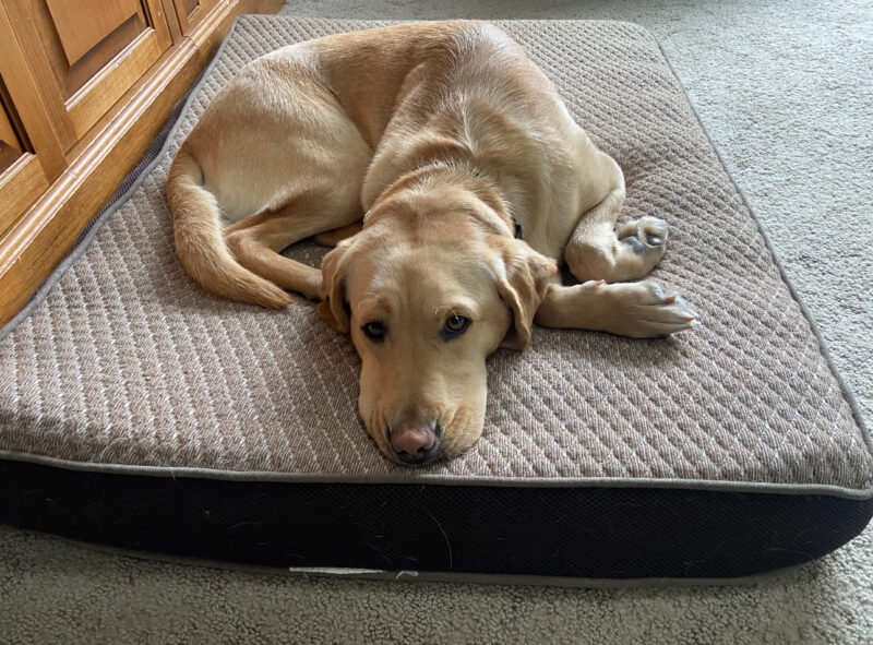 <p>Female yellow Lab, Jordana lays flat on a comfy bed. </p>