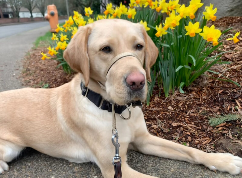 <p>Female yellow Lab, Jordana lays, looking at the camera in front of yellow flowers. She is wearing a head collar. </p>