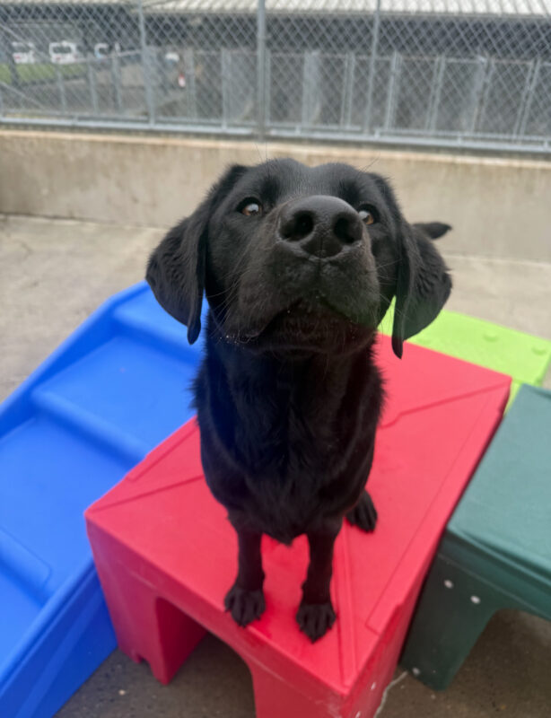 <p>Male Black Lab, Travis stands on a red play structure in community run. He is looking up at the camera. </p>