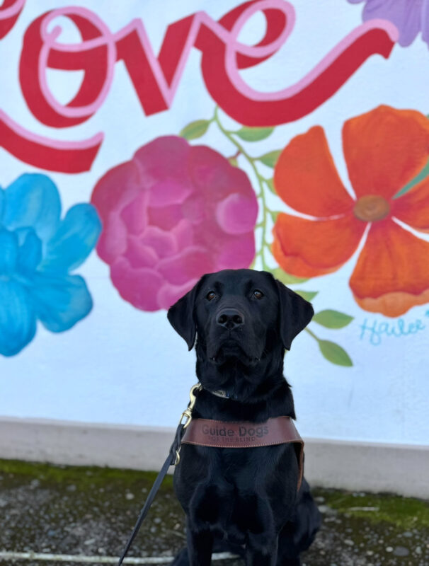 <p>Female black Lab, Lacey sits in harness looking at the camera. She is in front of a colorful and floral mural wall. </p>