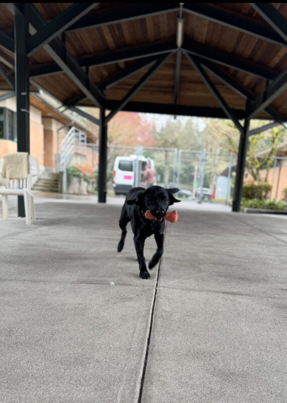 <p>Female Black Lab, Lacey is pictured running in the fenced in kennel complex with a Nylabone in her mouth. Her tail seems to be wagging behind her and her ears are flapping in the wind. </p>