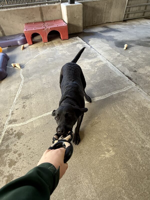 <p>Tabouli playing tug with a rubber figure eight dog toy in community run on the Oregon campus.</p>