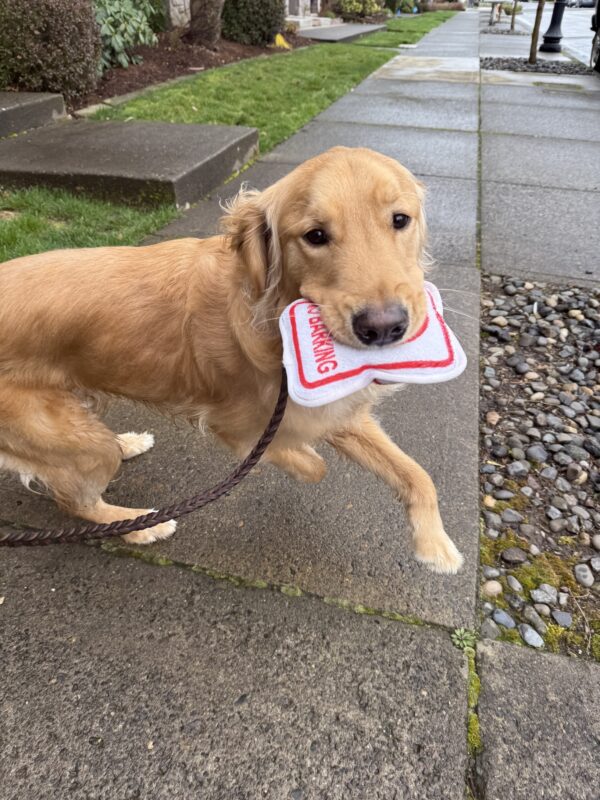 <p>Male yellow lab/golden cross, Kudo is holding a plush toy while jumping around on leash after a route in Downtown Gresham.</p>