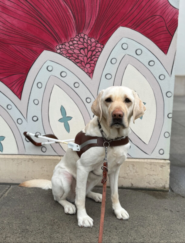 <p>Female yellow Lab, Tostada sits in harness looking at the camera. She is sitting in front of a mural with big flowers. </p>