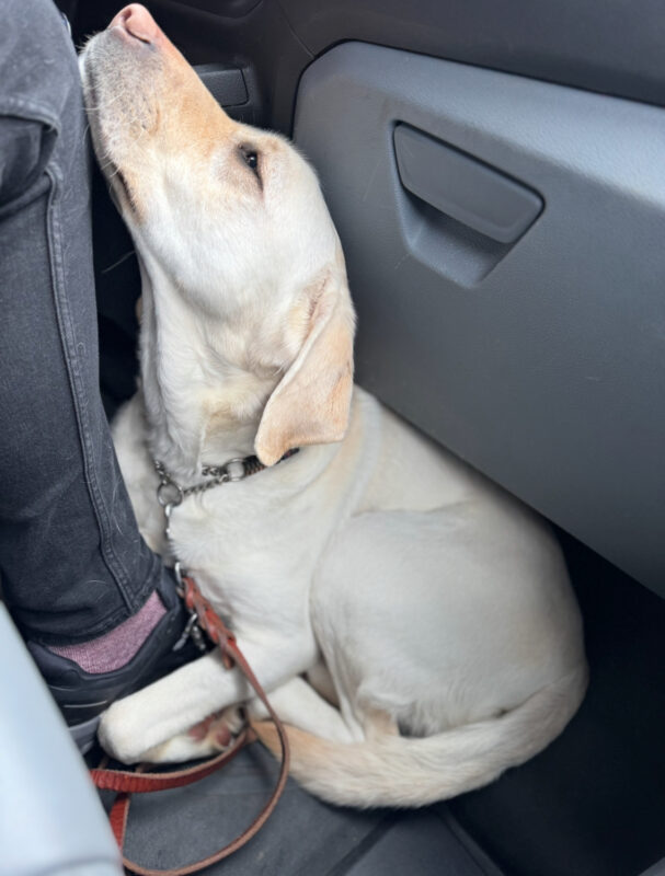 <p>Female yellow Lab, Tostada lays at the foot of a person in a car. Her neck is stretched out and she is resting her head on the person’s leg. </p>