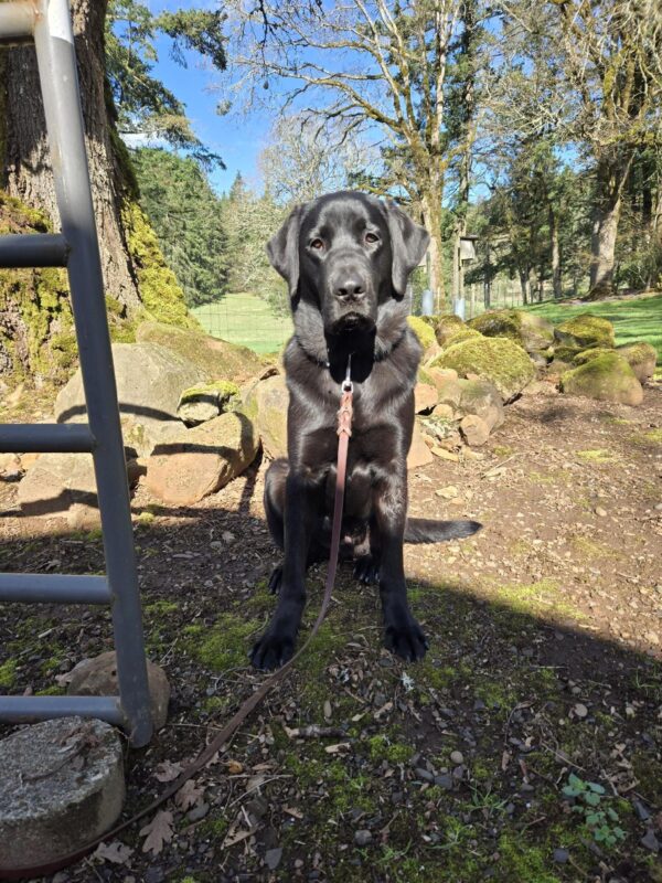 <p>Kensington, a large, black Labrador retriever, is sitting in the backyard of his foster care home. He is sitting half in the sun and half in the shade, looking at the camera with a pile of rocks, trees, and green grass in the background. </p>