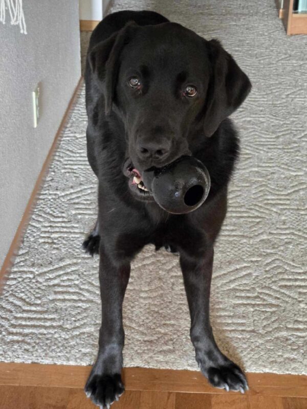 <p>Kensington is holding a kong in his mouth while looking at his foster care provider. He is standing on cream colored carpet. </p>