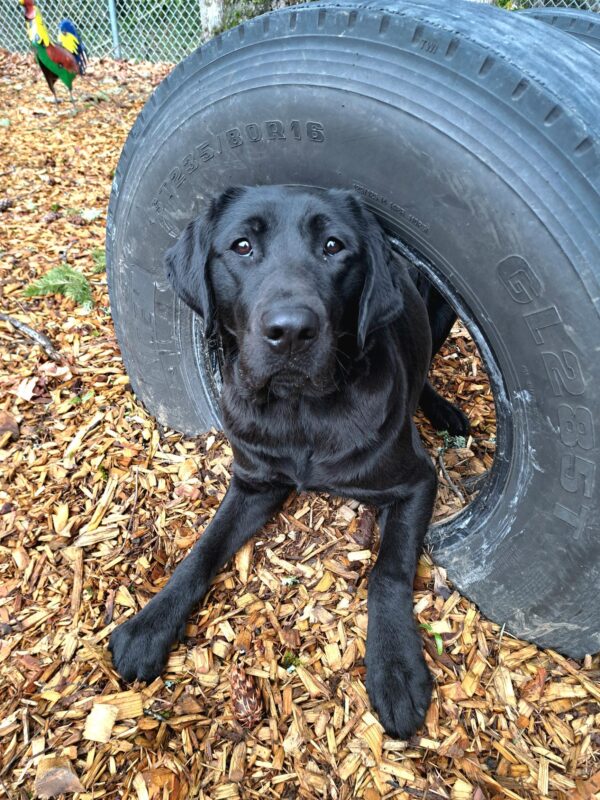 Black lab (Aleta) lying down in between two play tires.