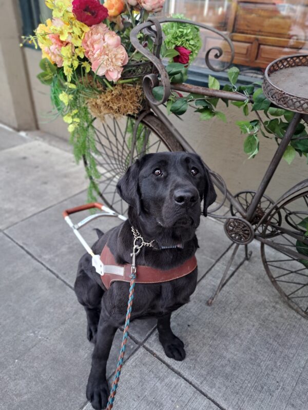 Black lab (Aleta) sitting in harness next to a bike statue with beautiful, colorful flowers.