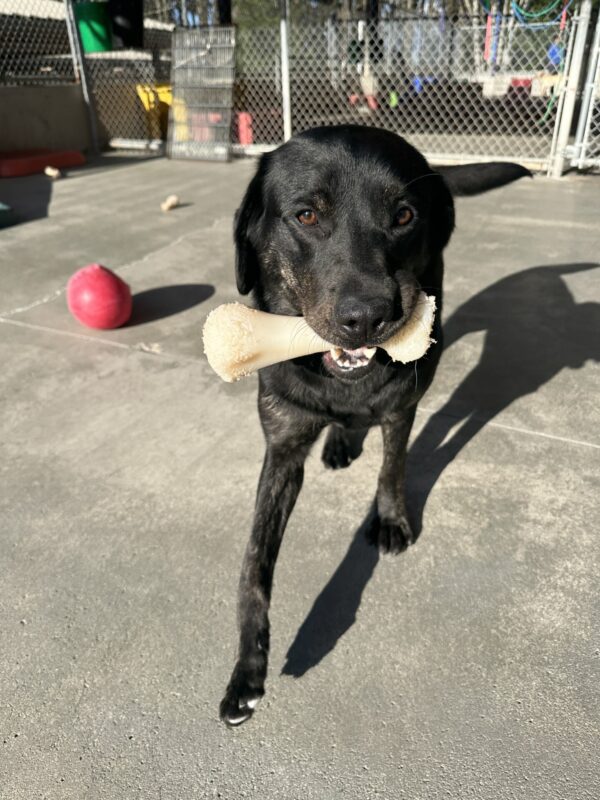 Aura, a female brindle lab, is running towards the camera with a bone in her mouth.