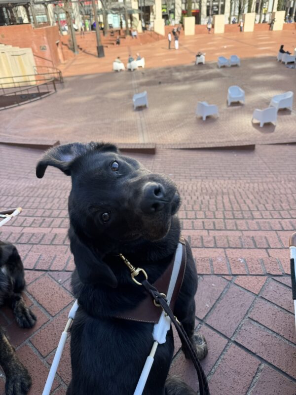 Aura, a female brindle lab, is sitting looking over her right shoulder towards the camera. Her left ear is flipped over. She is wearing her harness and is at the top of a brick staircase descending into a plaza.