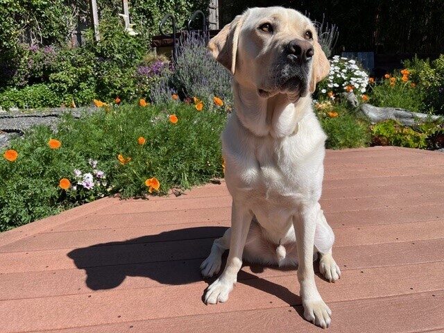 <p>Male yellow labrador Bidwell is pictured sitting on a deck in the bright sunshine. He looks off to the right of the frame, casting a shadow behind him. Beautiful greenery and flowers including lavender, poppies, and small white blossoms can be seen in the background.</p>