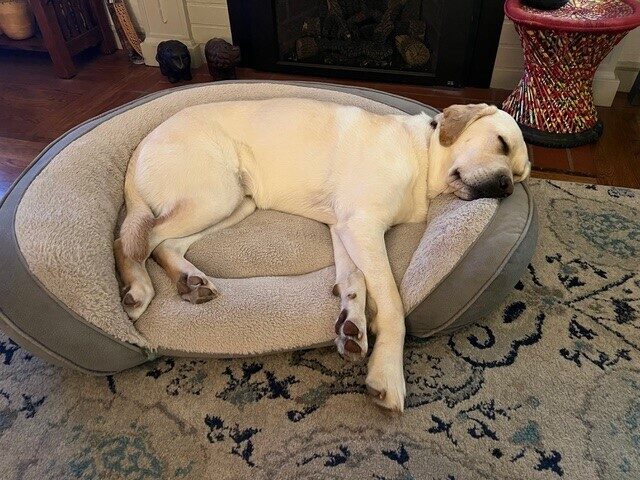 <p>Male yellow labrador Bidwell is caught deep in sleep, resting peacefully on a semi-circular dog bed, with his front paws slightly outstretched. He lays his head on the bolster with his eyes closed tightly. A small woven table and fireplace hearth are visible in the background.</p>