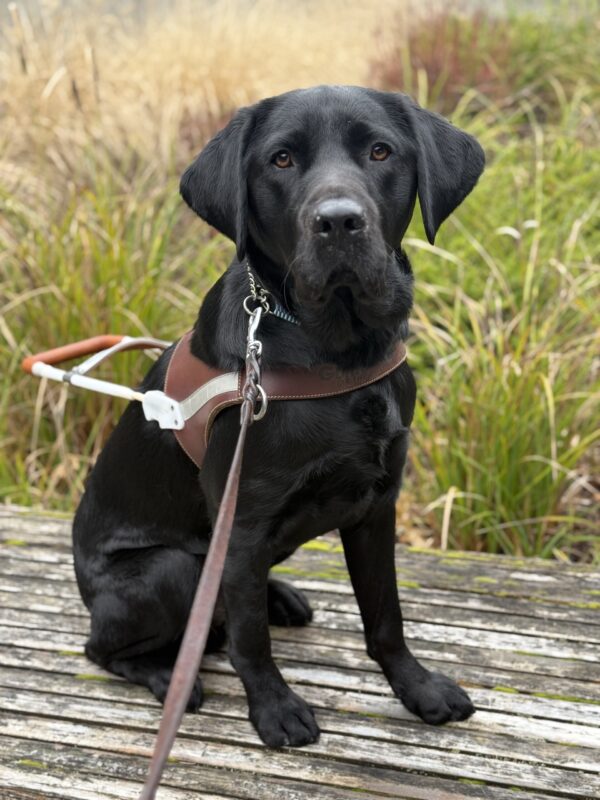 A portrait of male black Labrador Retriever, Bingo, sitting on a wooden bench in harness. He is looking at the camera and there are green and brown grasses behind him.