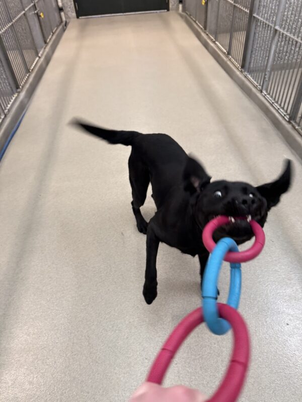 Bingo plays tug with his handler in the hallway of the kennel. The tug toy is a blue and pink, three-ring tug. His ears are flapped upward and the whites of his eyes are showing as he tugs.
