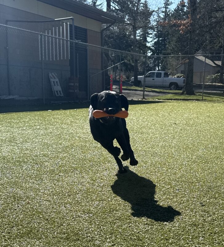 Capella runs toward the camera in the grassy free-run area holding an orange rubber toy in her mouth. Her ears are turned out in excitement and three of her paws are suspended from the ground as she runs.