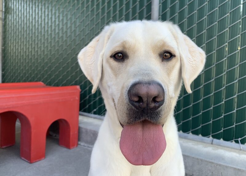 <p>Caper looks at the camera with his large pink tongue handing out of his mouth. Behind him is a green fence and a red play structure.</p>