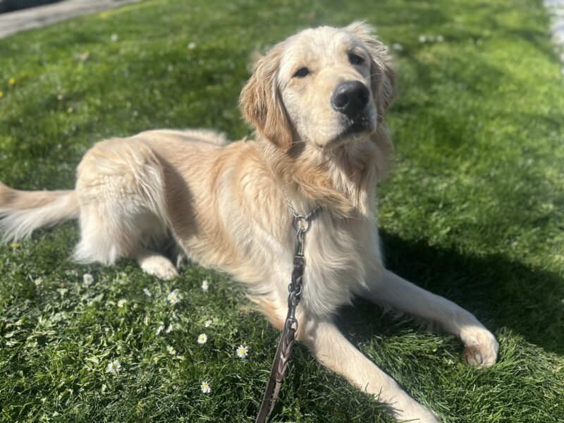 Collins is laying down in a bed of grass surrounded by small white flowers. He is looking up past the camera with a perked expression.