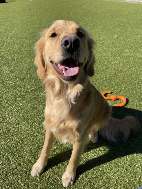 Dax, a long coated cross, sits in the grassy free run area with a big smile on his face. Behind him is an orange rubber tug toy.