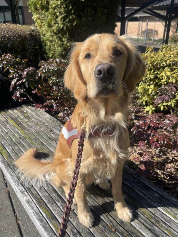 Dax, a long coated cross, sits on a wooden bench in front of some shrubs. He is wearing his new uniform, a leather GDB harness.