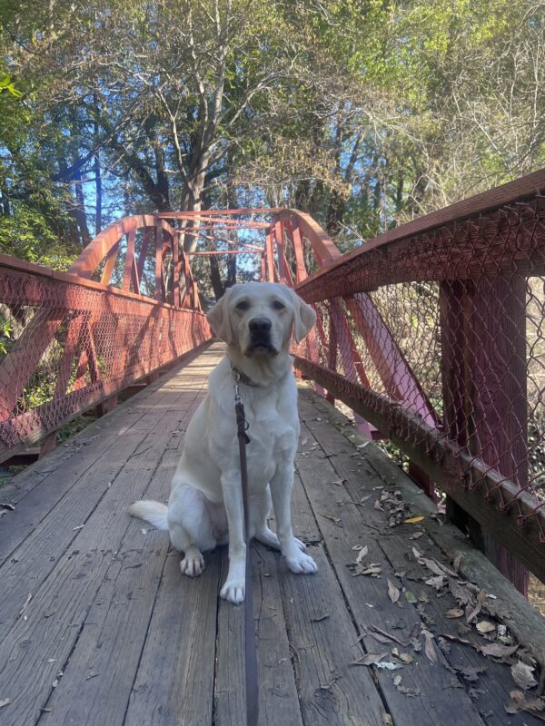 <p>Elle poses in the middle of a wooden bridge while out on a walk. Behind her is a canopy of trees.</p>