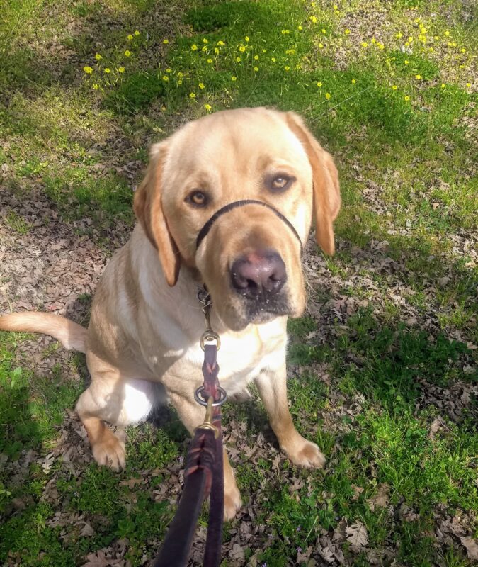 Elton is sitting outside with  green grass and yellow flowers around him. He is wearing a gentle leader and looking at the camera.