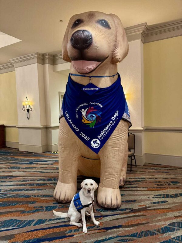 Yellow lab Empress wearing her blue service jacket sitting in front of a huge blow-up dog at an ADI conference.