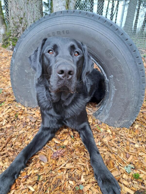 Black cross (Fenwick) lying down between two play tires.