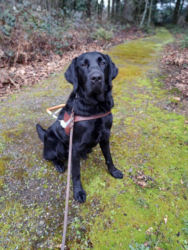 Black cross (Fenwick) sitting in harness with a green moss travel path in the background.