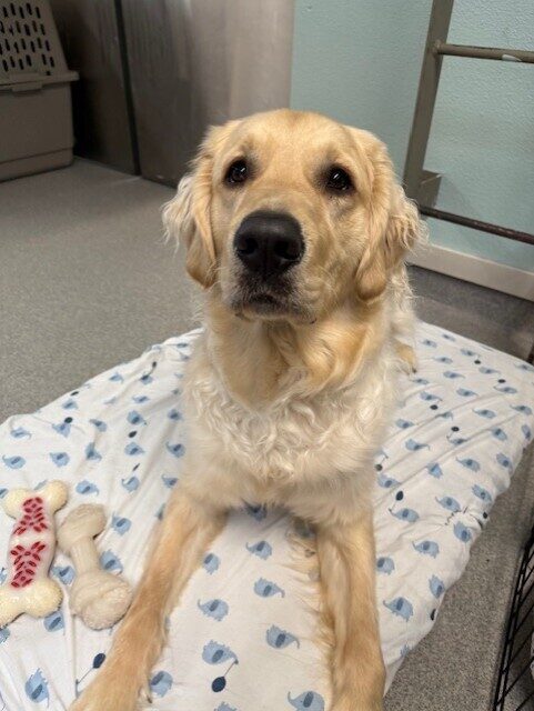 Fluffy golden cross lays on a soft bed with two bones next to him, staring straight at the camera.