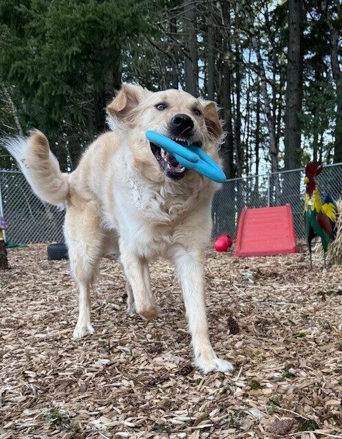 Fluffy golden cross runs toward the camera. He is holding a rubber toy while his ears flap in the wind.