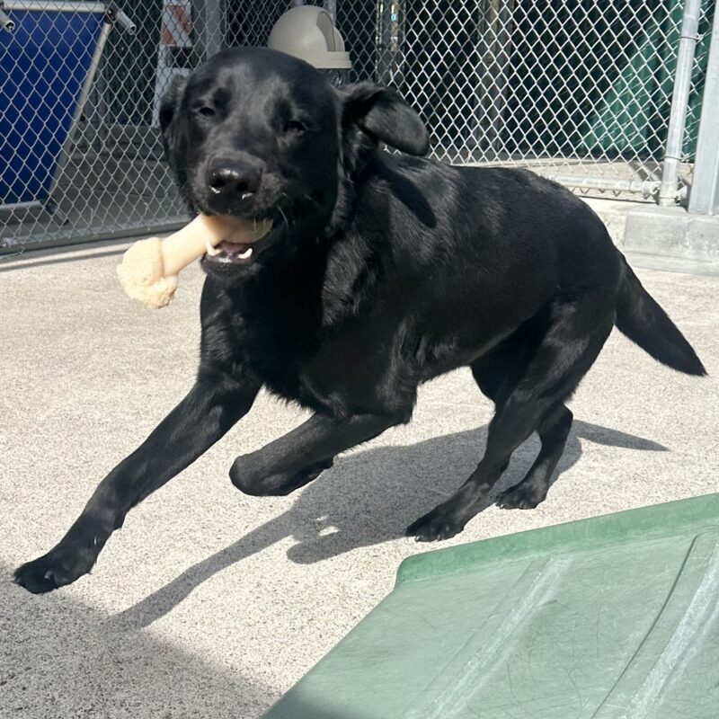 Gilligan is in motion running around a play structure with a bone in his mouth.