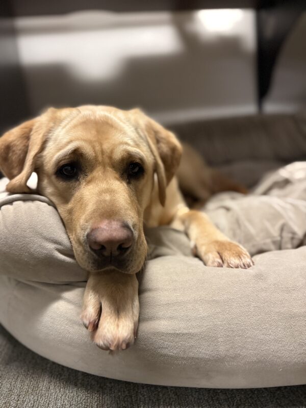 <p>Hope snuggles into a plush bolstered dog bed, practicing settling in an office. She is laying down with her chin resting on her right front paw.</p>