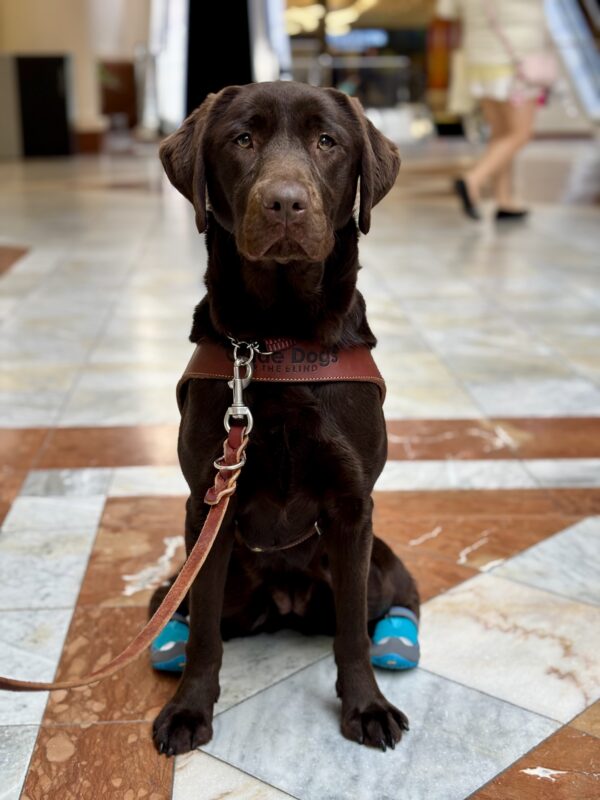 Oatly sitting in harness on while and orange marble flooring.