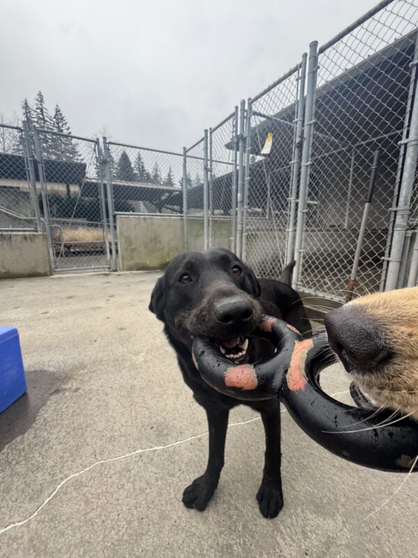 Two dogs are playing tug-of-war with a rubber ring toy. One is a black dog, gripping the toy with a happy expression, while the other dog's snout is visible on the right side, also holding onto the toy. The setting is an outdoor fenced area with concrete ground, and the sky is overcast.